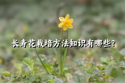 长寿花栽培方法知识有哪些？