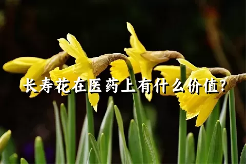 长寿花在医药上有什么价值？