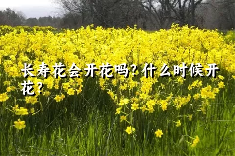 长寿花会开花吗？什么时候开花？