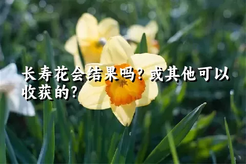 长寿花会结果吗？或其他可以收获的？