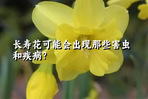 长寿花可能会出现那些害虫和疾病？