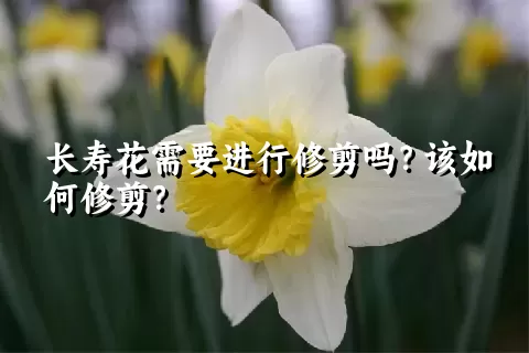 长寿花需要进行修剪吗？该如何修剪？