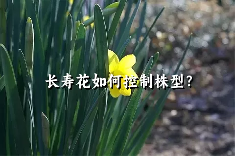 长寿花如何控制株型？