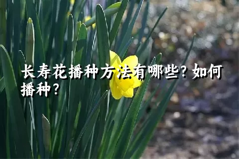 长寿花播种方法有哪些？如何播种？