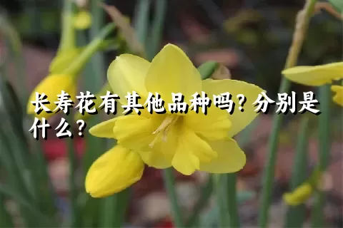 长寿花有其他品种吗？分别是什么？