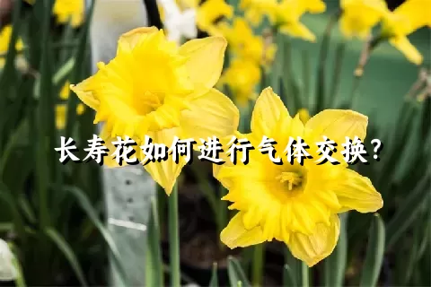 长寿花如何进行气体交换？