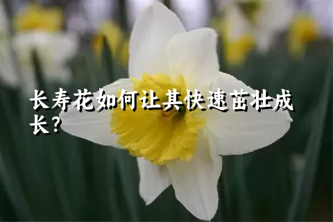 长寿花如何让其快速茁壮成长？