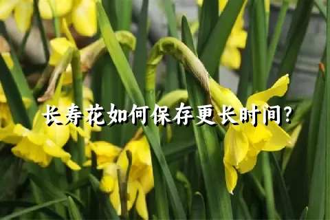 长寿花如何保存更长时间？