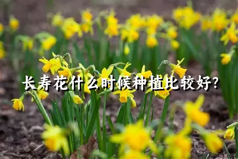 长寿花什么时候种植比较好？