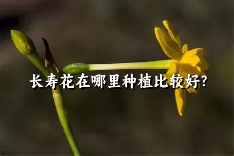 长寿花在哪里种植比较好？