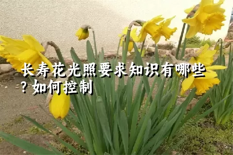 长寿花光照要求知识有哪些？如何控制