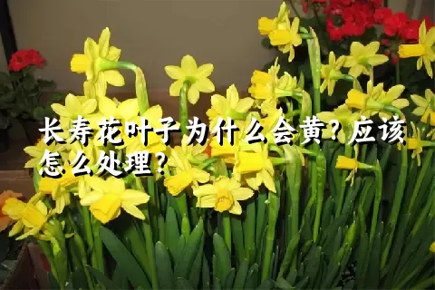 长寿花叶子为什么会黄？应该怎么处理？