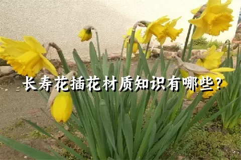 长寿花插花材质知识有哪些？