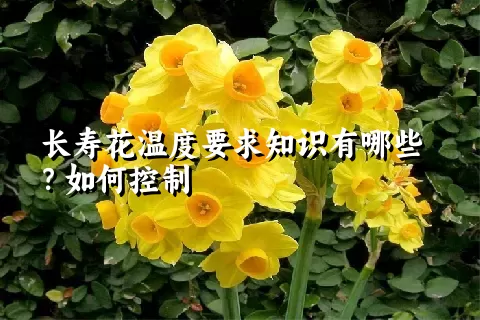 长寿花温度要求知识有哪些？如何控制