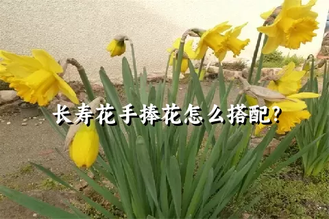 长寿花手捧花怎么搭配？