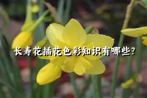 长寿花插花色彩知识有哪些？