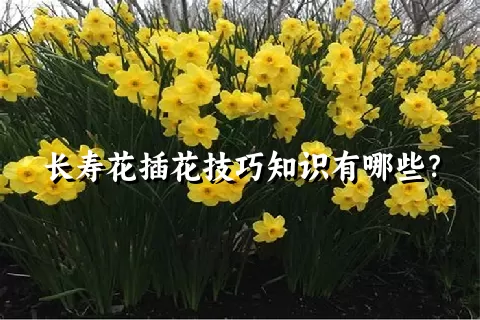 长寿花插花技巧知识有哪些？