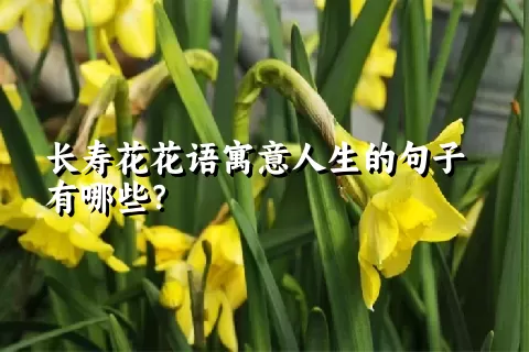 长寿花花语寓意人生的句子有哪些？