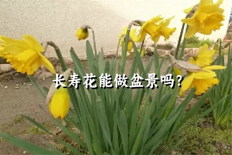 长寿花能做盆景吗？