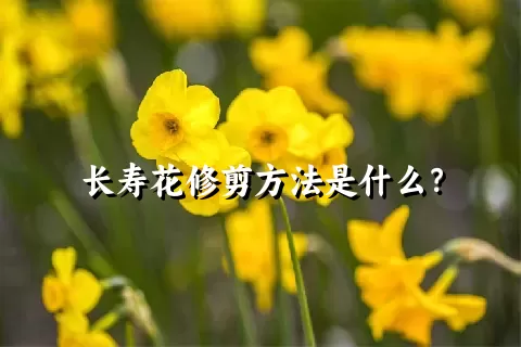 长寿花修剪方法是什么？