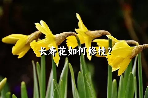 长寿花如何修枝？