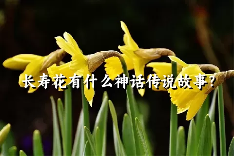 长寿花有什么神话传说故事？