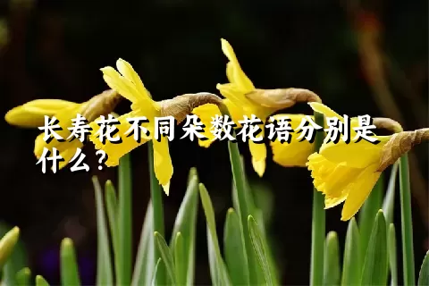 长寿花不同朵数花语分别是什么？