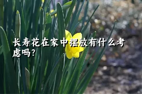 长寿花在家中摆放有什么考虑吗？