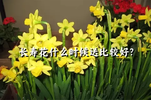 长寿花什么时候送比较好？