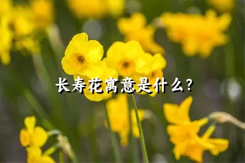 长寿花寓意是什么？