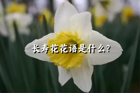 长寿花花语是什么？