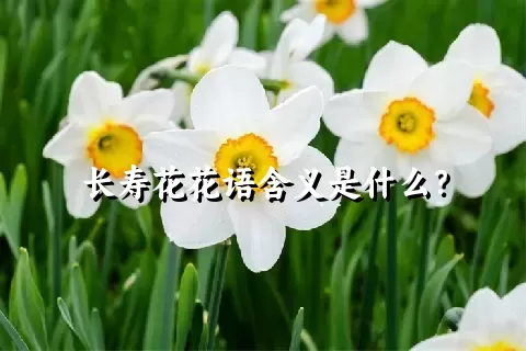 长寿花花语含义是什么？