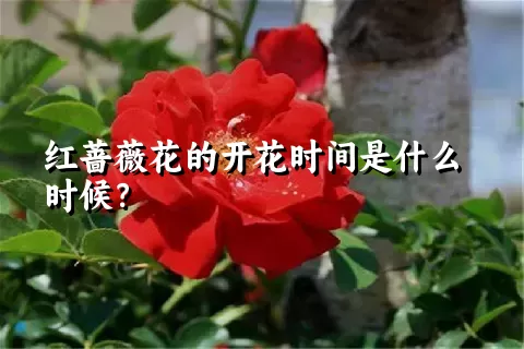 红蔷薇花的开花时间是什么时候？