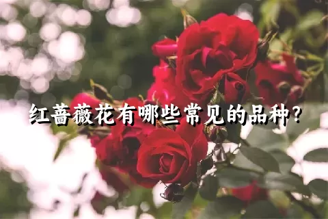 红蔷薇花有哪些常见的品种？