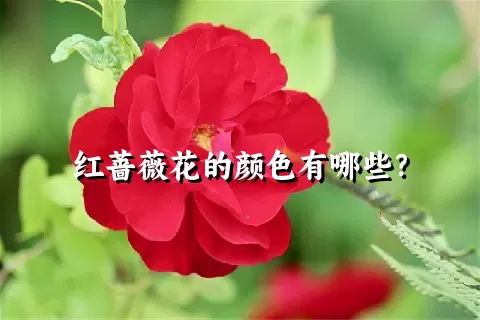 红蔷薇花的颜色有哪些？