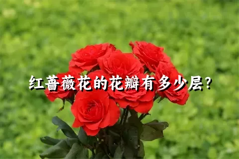 红蔷薇花的花瓣有多少层？