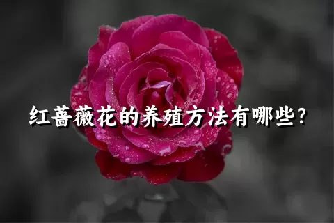 红蔷薇花的养殖方法有哪些？