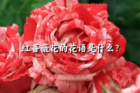 红蔷薇花的花语是什么？