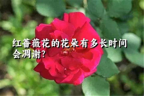 红蔷薇花的花朵有多长时间会凋谢？