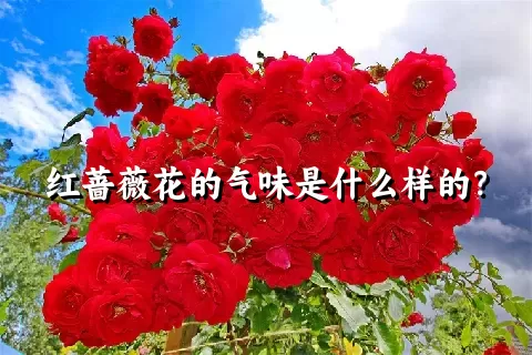 红蔷薇花的气味是什么样的？