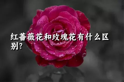 红蔷薇花和玫瑰花有什么区别？