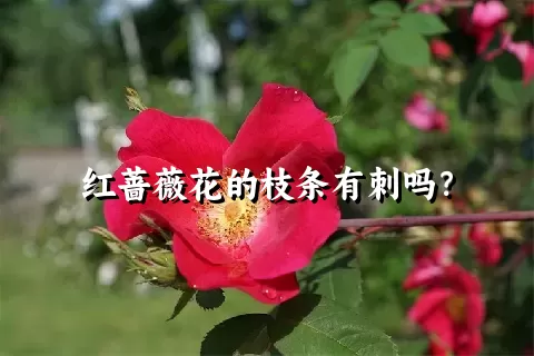 红蔷薇花的枝条有刺吗？