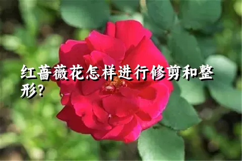 红蔷薇花怎样进行修剪和整形？