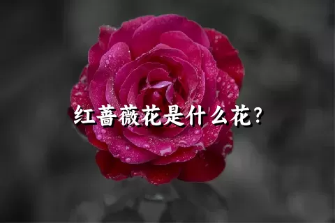 红蔷薇花是什么花？