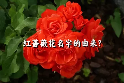 红蔷薇花名字的由来？