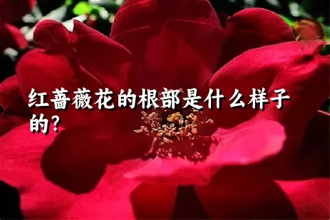 红蔷薇花的根部是什么样子的？