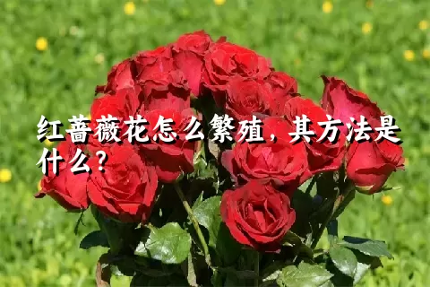 红蔷薇花怎么繁殖，其方法是什么？