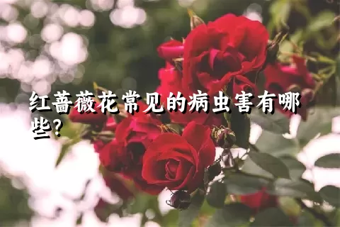 红蔷薇花常见的病虫害有哪些？