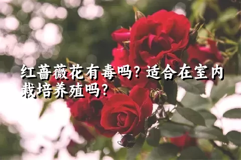 红蔷薇花有毒吗？适合在室内栽培养殖吗？