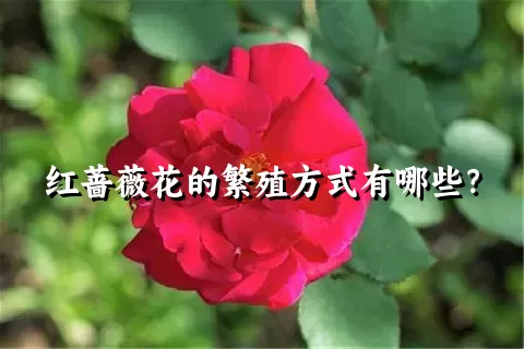 红蔷薇花的繁殖方式有哪些？